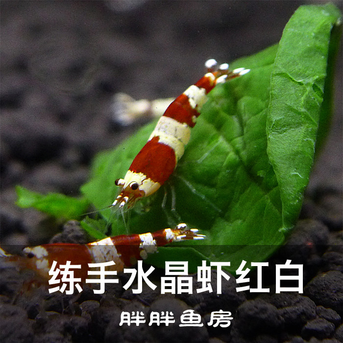 Red and white crystal shrimp live black and white wine red pure blood meatballs Thick white drive tiger teeth tropical ornamental shrimp Yacheng ss