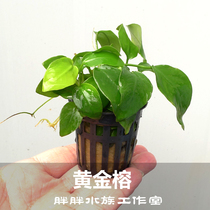 Gold Small Water Banyan Foreground water grass Anbias nana Golden Self-raising underwater leaves Good water Grass
