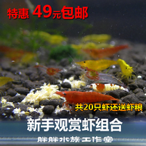 Watch Shrimp Removal Algae Tools Crystal Shrimp Polar fire cherry blossom glazed Gingri Golden Back Pet Shrimp Water Group