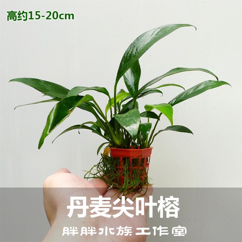 Middle back view planting water banyan series Danish tip-leaf banyan Good adoptive lazy people with new hand water grass tied to the sen-bound stone underwater leaves