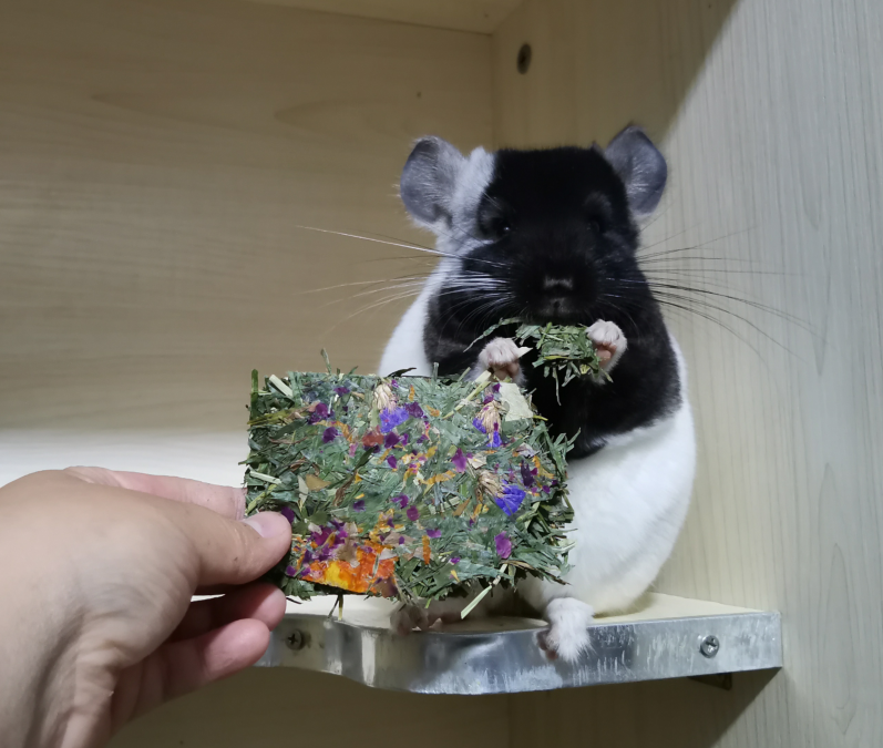 Floral parsley Crisp Slices Helda Dandelion Chicory Toast With Crispy Slices Dragon Cat Rabbit Dutch pig full 40