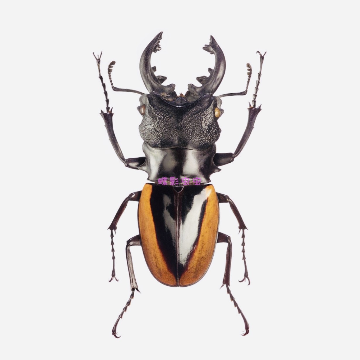 沃拉斯顿鬼艳锹甲Odontolabis wollastoni：收藏级昆虫标本，让你的书房