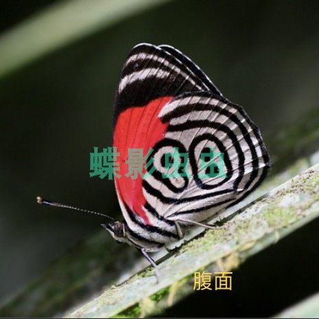 震惊！数字蝶88涡蛱蝶标本居然能当艺术品？全网都在抢的“会飞的