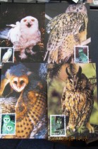 1995-5 head office limit film 4 pieces full