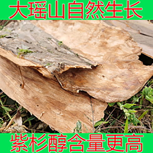 Guangxi Jinxiu Dayao Shan red spruce Chinese medicine material south papale - sol 500g