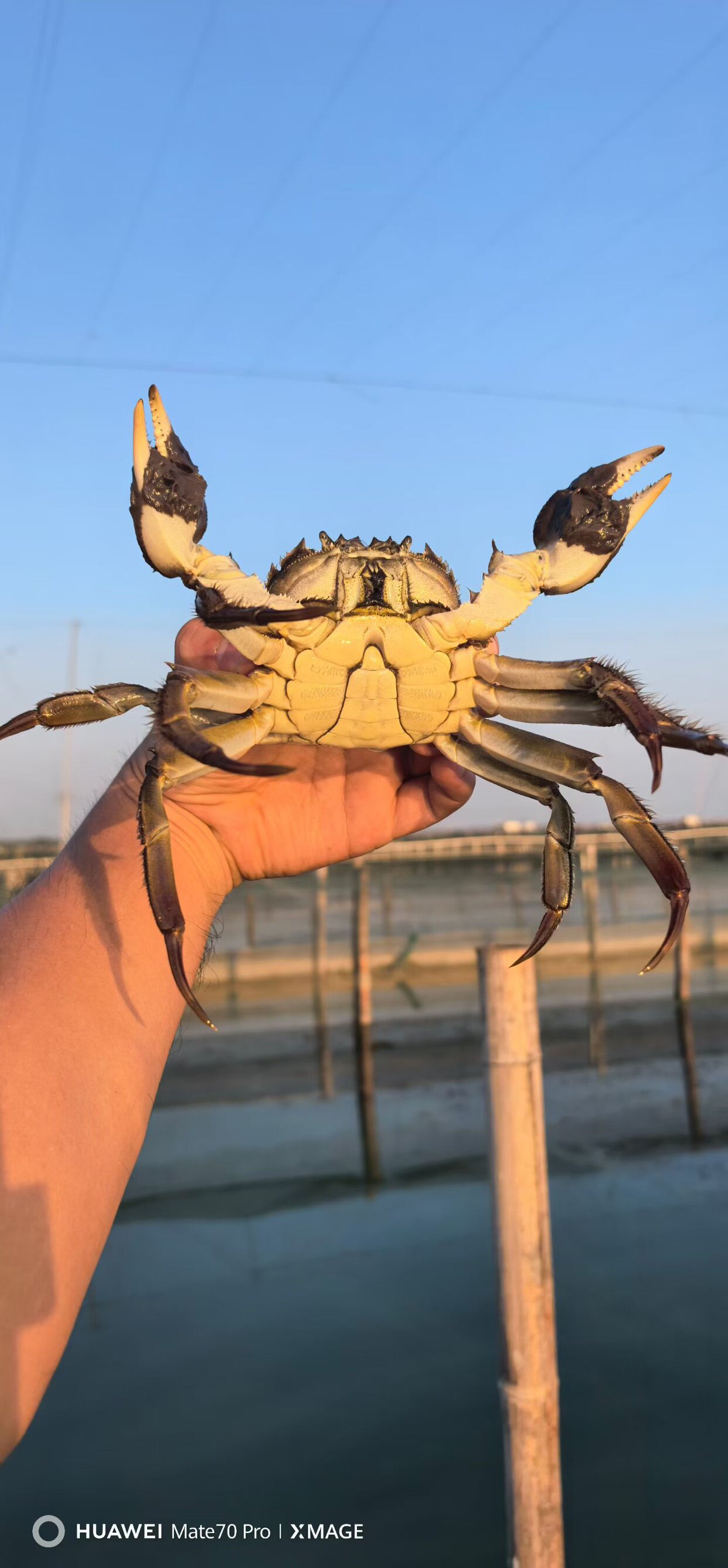 澄湖大闸蟹
