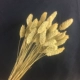 Đạo cụ hạt Hay khô Lúa mạch phòng ngủ Lễ hội Mô phỏng Tốt nghiệp tự nhiên Lúa mì tự nhiên Hoa khô Bó hoa - Hoa nhân tạo / Cây / Trái cây