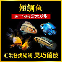 Tropical ornamental fish live short bream golden wave Dutch Phoenix Avatar Blue Ball Dragon pattern Bolivia