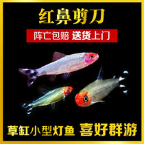 Tropical fish ornamental fish lantern fish small fish live Red Nose scissors platinum red-nosed grass tank fish