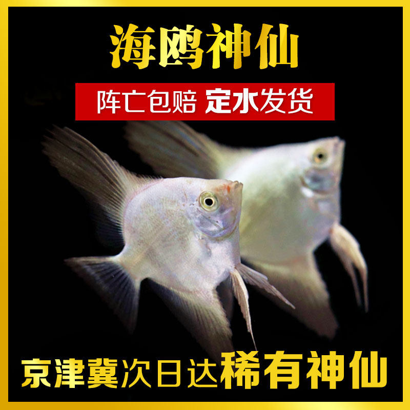 Tropical Fish Ornamental Fish Swallow salmon Living table Department Imports of seagull deities Fairy Swallow High-end Yanfish Rare Breed