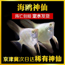 Tropical fish ornamental fish swallow fish live station Imported Seagull fairy swallow high-end swallow rare species