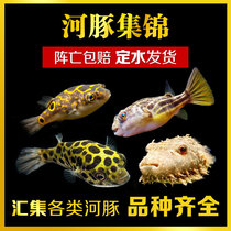 Ornamental fish puffer fish submarine depth charge bubble Chocolate doll zebra unicorn hair crown Doghead Fish
