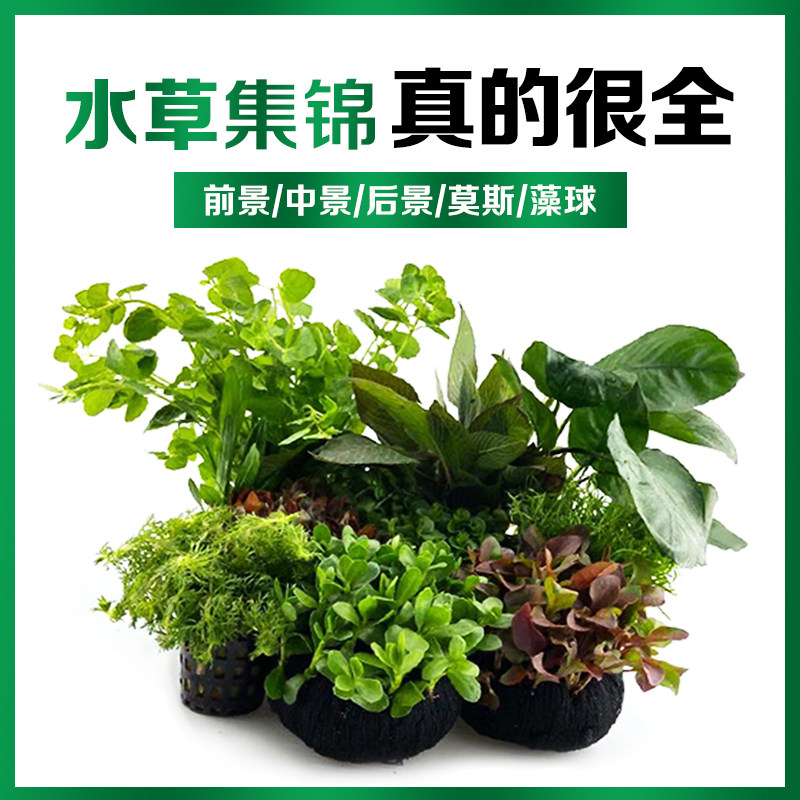 Fish tank Live water plants Real grass Landscaping Shenmu package Lying low pearl Aerobic plants Live Moss Lazy water Banyan tree
