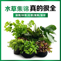 Fish tank living aquatic grass real grass landscaping sinking Wood set set up dwarf pearl oxygen plant live Moss lazy water Banyan