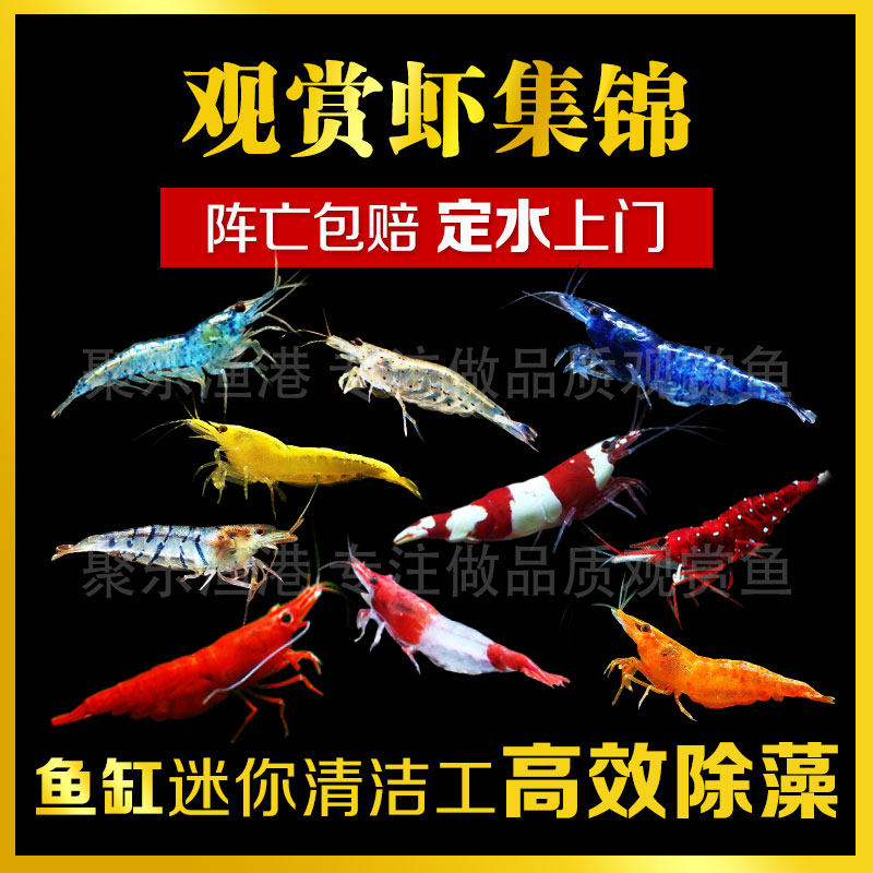 Ornamental shrimp living tool shrimp except algae shrimp Cherry Blossom Shrimp Polar Fire Shrimp Yellow Gold Rice Shrimp Black Shell Shrimp Crystal Shrimp Rice Shrimp
