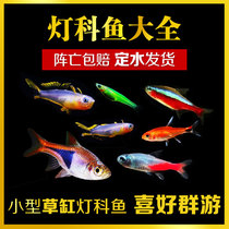 Light fish Baolian light traffic light zebra Red Nose scissors fish live ornamental fish tropical fish live small