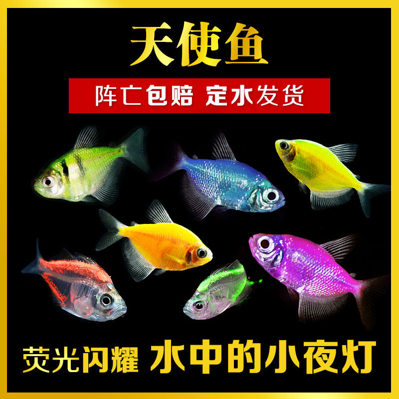 Tropical Ornamental Fish Glass Fish Seven Color Lara Fish Transparent Fish Green Apple Lemon Fluorescent Tiger Spotted Angel Fish Live