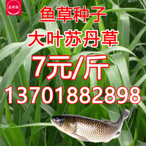 (Night Pearl) Sudan Grass Seed Gao Dan Grass Carp Grass Seed Four Seasons Perennial Large Leaf Breeding High-yield Pasture Species