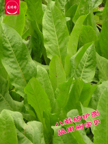 Big-leaf chicory seed bitter wheat imported four seasons buy vegetables for many years chicken duck goose pig pasture seed 1kg