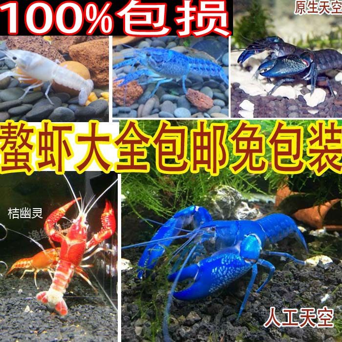 Ornamental Shrimp Live Crayfish Ornamental shrimp Florida Blue Devil Shrimp Sky Blue Devil Ghost Pet shrimp Live