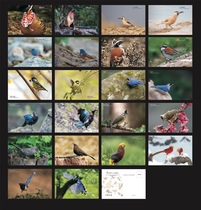 2023 China Bird Postcard Set of 22