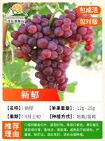 12-летние саженцы (Xinyu) имели 10 килограммов фруктов в этом году