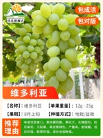 У 12-летних саженцев (Виктория) было 10 килограммов фруктов в этом году