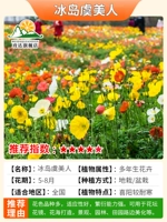 Смешанный -color Yu Meiren 1000 зерна удобрений+корневой порошок