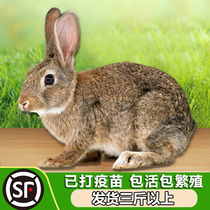 Belgian rabbit living large adult rabbit living rabbit not a pair of parents to eat meat rabbit seedlings