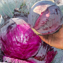 Ziyang Zihui cabbage seeds red cabbage seeds seeds wrapped in Japan imported vegetables cabbage seeds