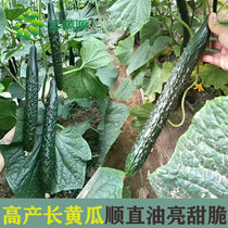 Cucumber Seed Cucumber Seedlings High Yield Cis-straight Sweet Crisp Fruit Seed hole Spring fall Climbing Vine Potted Vegetable Seed