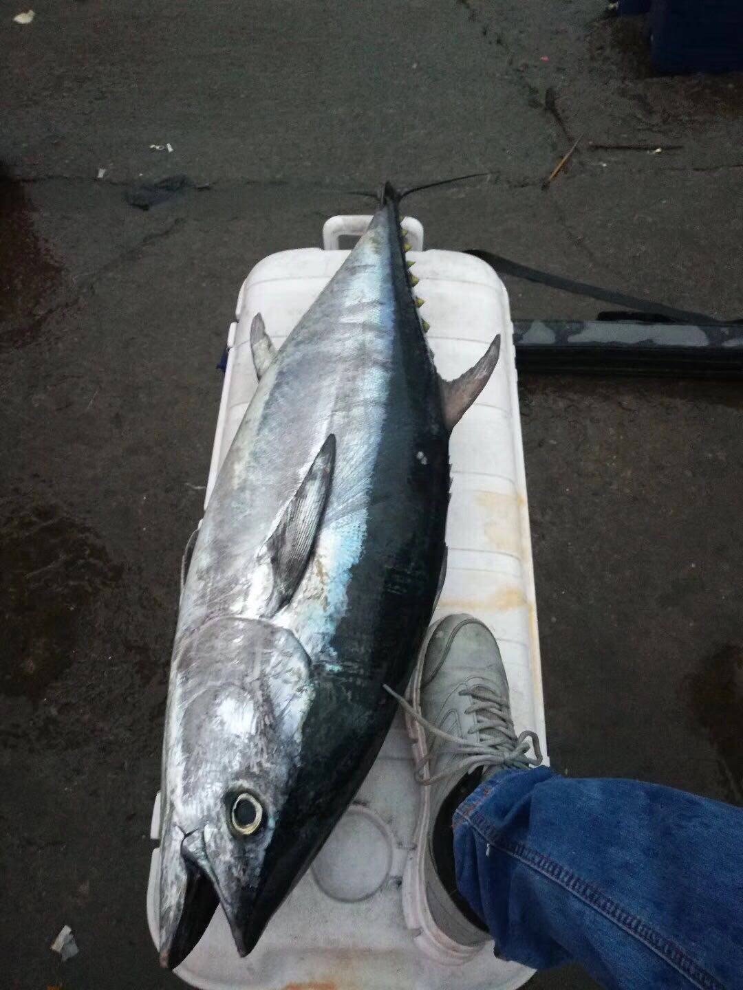 All Types Of Terrace Fishing Traditional Fishing Sea Fishing Road Sub Fishing Gear Equipment Fishing Issue Fishing Welcome Consultation Welcome Harassment