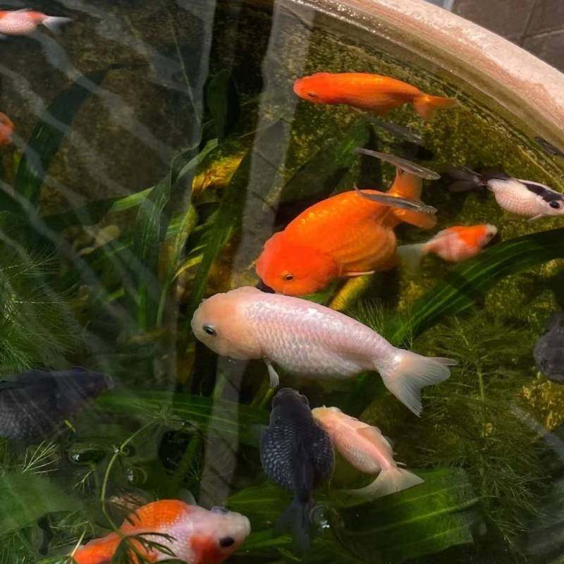 古法养鱼水草生态缸：懒人必备，打造梦幻水下花园！-水草-淘宝好物网