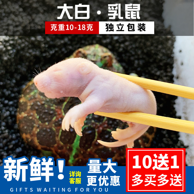 Frozen guinea pig reptile mane lion pet food feed independent bulk pet palace pet snake