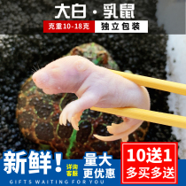  Frozen white milk rat reptile maned lion Pet food feed Independent bulk PET palace pet snake