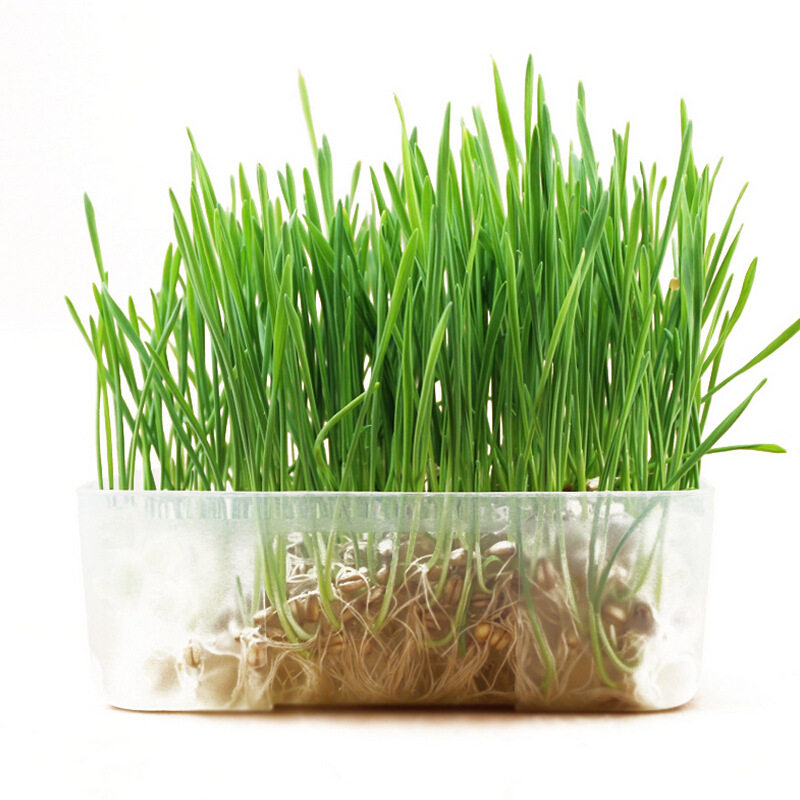 Crystal cat grass nutrition cat grass seed cat grass package to send Mutian polygonum cat to hair ball cat snack molar teeth