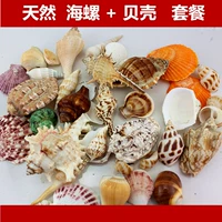 Vỏ ốc xà cừ san hô tự nhiên cua hồ cá bể cá trang trí nền tảng sao biển đặt món quà trang trí - Trang trí nội thất trang tri nha dep