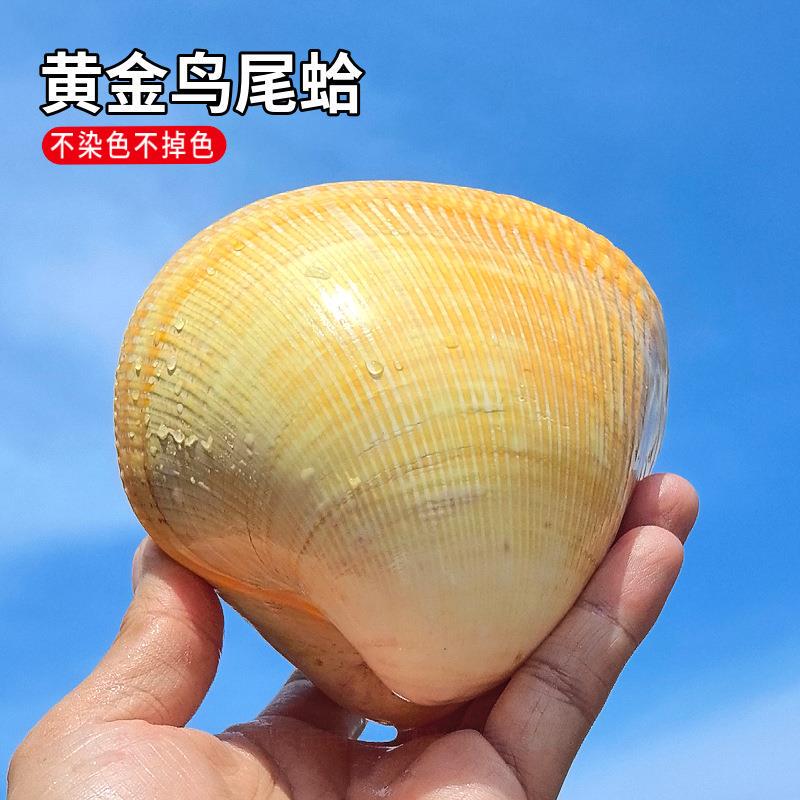 Natural Conch Shell Birdtail Clam Super Large Ornament for Fish Tank Decoration Home Specimen Collection Heart-Shaped Couple Shell Natural Conch Shell Birdtail Clam Super Large Ornament for Fish Tank Decoration Home Specimen Collection Heart-Shaped Couple Shell