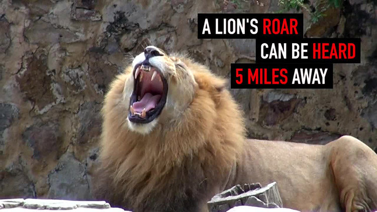 Final Cut Pro X插件TitleMations创意字幕标题特效动画28组FCPX