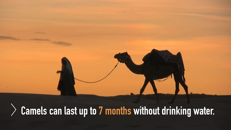 Final Cut Pro X插件TitleMations创意字幕标题特效动画28组FCPX