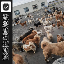 Food to help stray dogs (sent to the rescue base) Rescue helpless furry children Street stray dogs 5