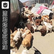 (Feeding Assistance) Rescue Stray Dog Protection Plan Dog food is used to rescue furry children who wander outside.