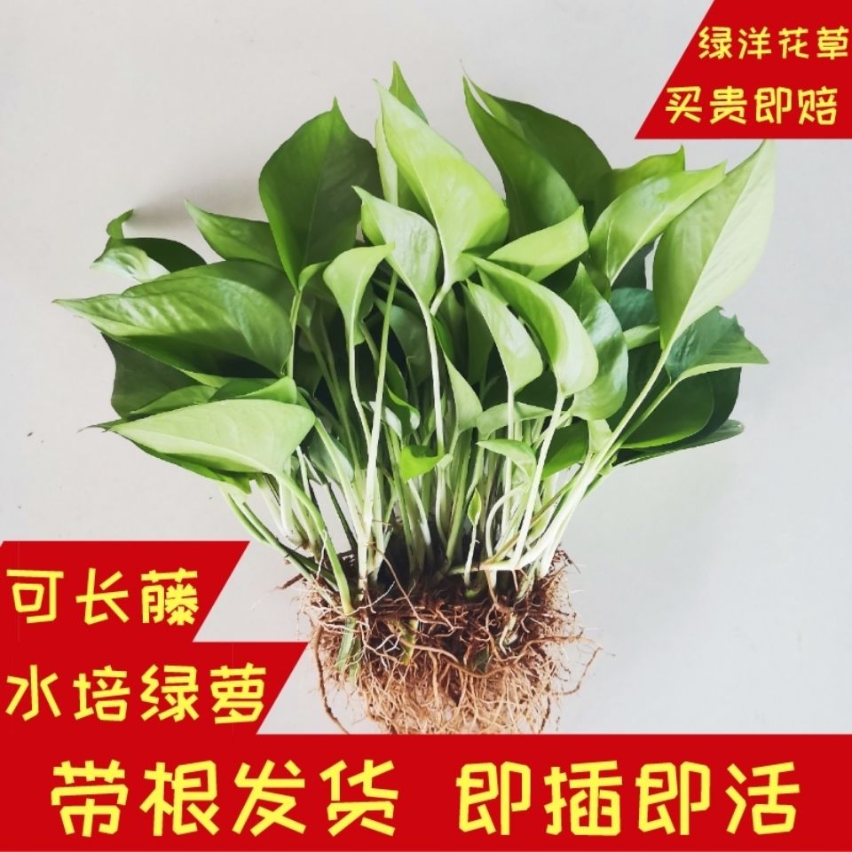 8 long vine golden kudzu seedlings without potted golden kudzu potted hydroponic golden kudzu without basin with soil leaflet golden kudzu can be hydroponic