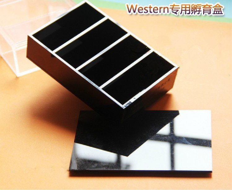 实验用品 Western Blot抗体孵育盒全新 WB孵育盒4格 透光 避光