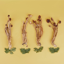 Zhejiang dried tea tree mushroom dry goods do not open the umbrella raw farm fresh strains of domestic species 150g in bulk