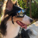 2024 ໃຫມ່ Pet Sunglasses ແວ່ນຕາຂີ່ລົດຈັກ Windproof Big Dog Border Collie French Bulldog Corgi ຫມາຂະຫນາດໃຫຍ່