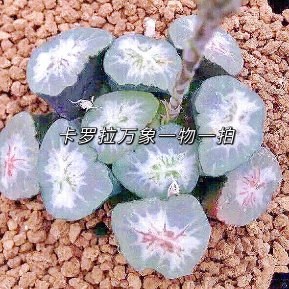 One thing one shot Corolla Vientiane twelve volumes vientiane succulent plant Aurora Vientiane big bang Vientiane 28 packs