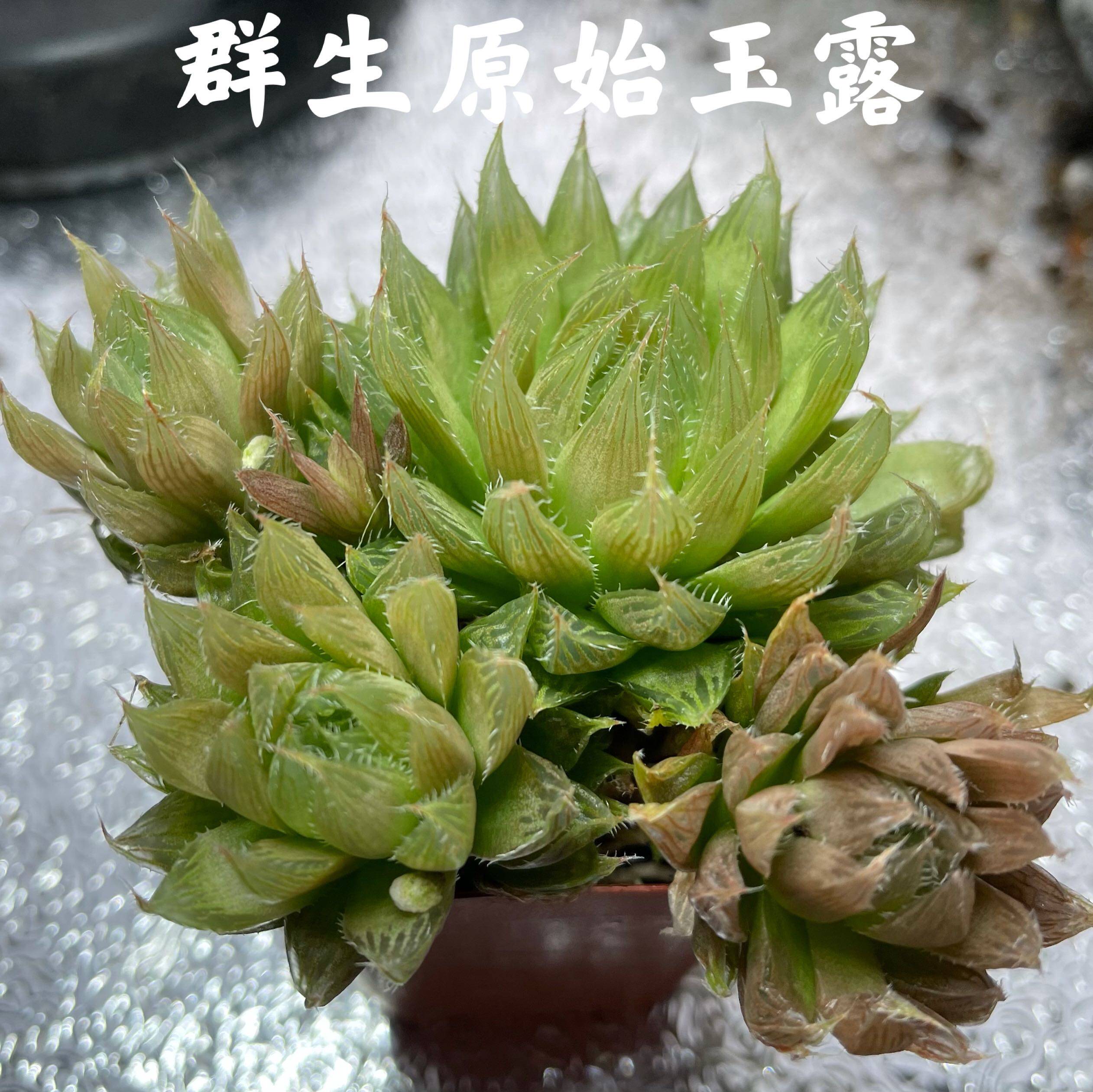 The group of primitive gyokuro twelve rolls of succulents has more than 3 heads, and the size is 6-8cm, which is easy to grow in groups, and it is very good-looking