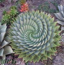 Spiral aloe vera seeds Spiral Aloe vera plant potted spiral aloe vera Spiral Aloe vera female rotating aloe vera seedlings