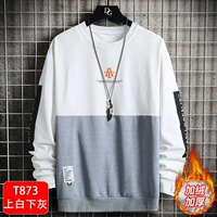 T873 Bai Bai Xiaotan [Ploves]